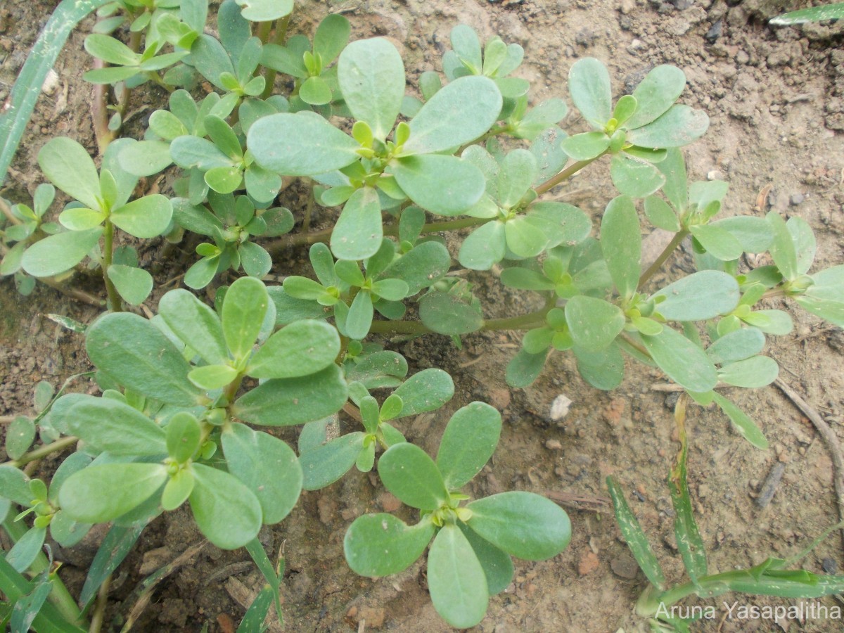 Portulaca oleracea L.